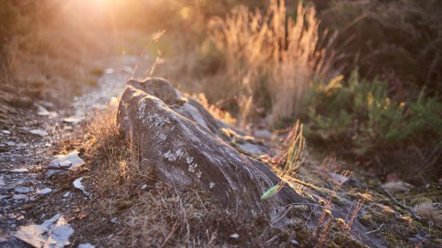 Balade Et Randonnée Sur Les Grées Rochefort En Terre (11)