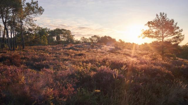 Balade Et Randonnée Sur Les Grées Rochefort En Terre (12)