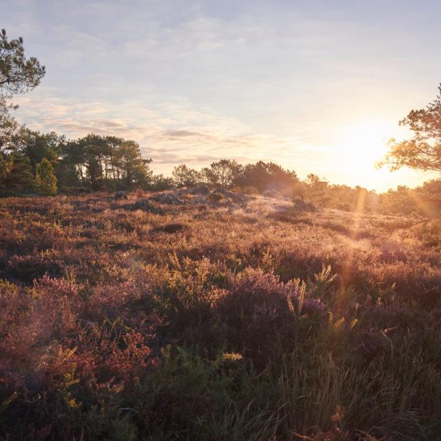 Balade Et Randonnée Sur Les Grées Rochefort En Terre (12)