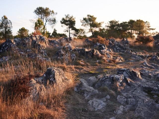 Balade Et Randonnée Sur Les Grées Rochefort En Terre (15)