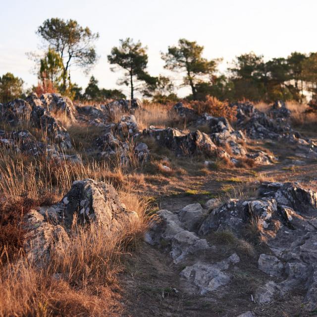 Balade Et Randonnée Sur Les Grées Rochefort En Terre (15)