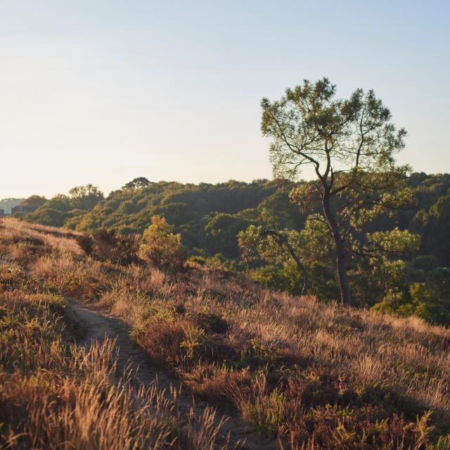 Balade Et Randonnée Sur Les Grées Rochefort En Terre (20)