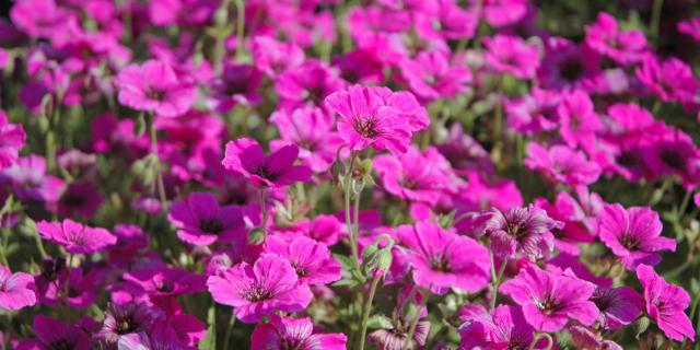 la-vraie-croix-fleurs.jpg