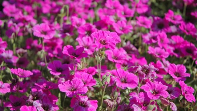 La Vraie Croix Fleurs
