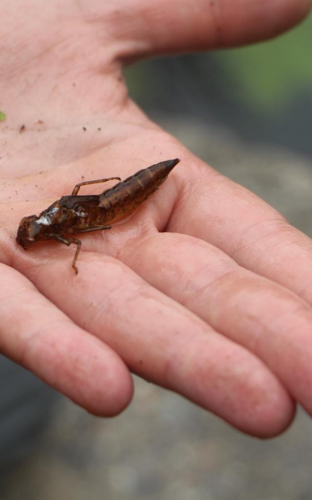 Balade Nature Avec Saute Ruisseaux (6)