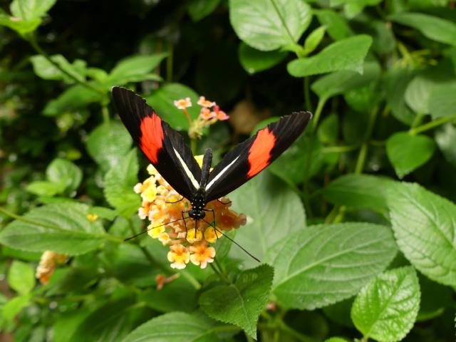 Le jardin aux Papillons