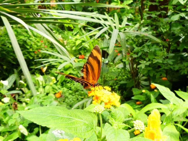 Le jardin aux Papillons
