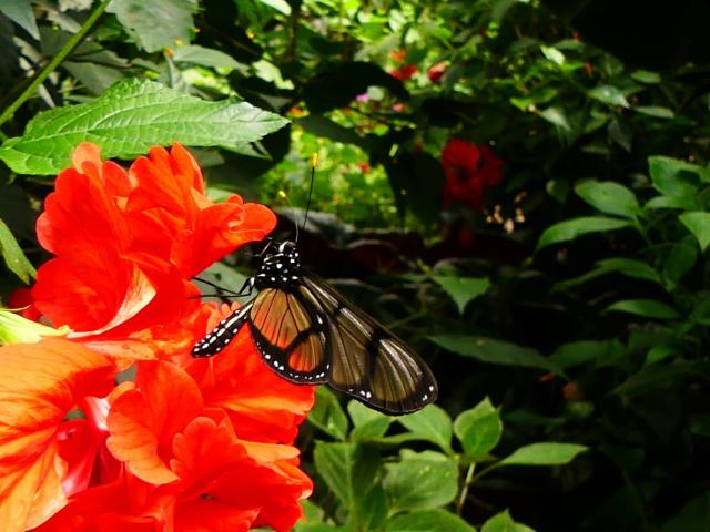 Le jardin aux Papillons