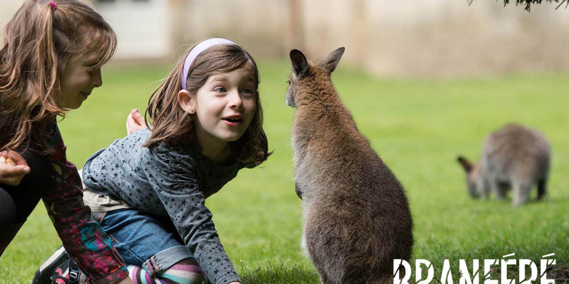 Branféré Nourissage Wallabies Bd©m Gross