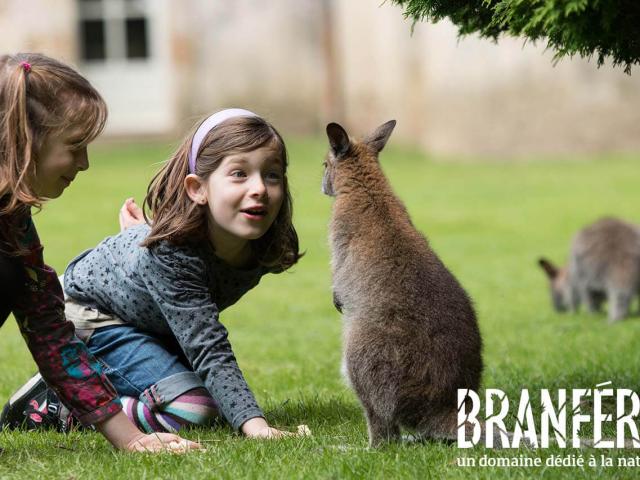 branfere-nourissage-wallabies-bdm-gross.jpg