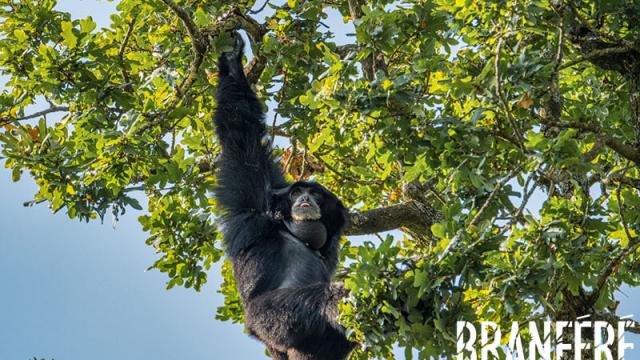 Siamang©d.goujon