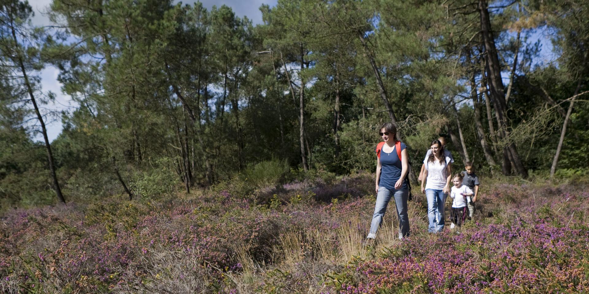Balade Et Rando Sur Les Grees Rochefort En Terre Et Pluherlin