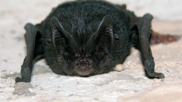 Barbastelle D'europe