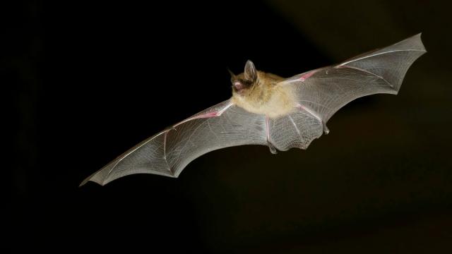 Murin à Oreilles échancrées