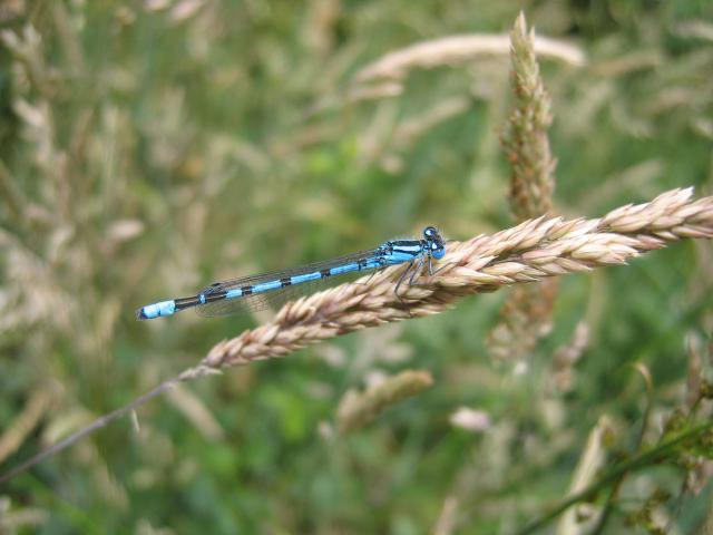 Agrion Porte Coupe La Val