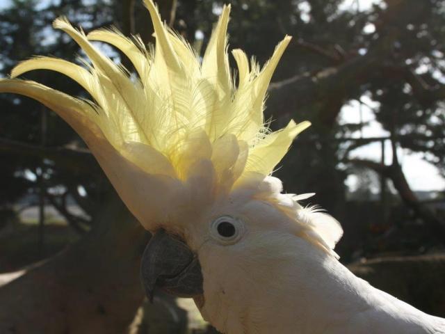 Perroquet Tropical Parc 2