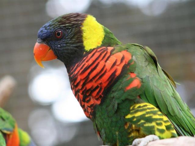 Perroquet Tropical Parc 3