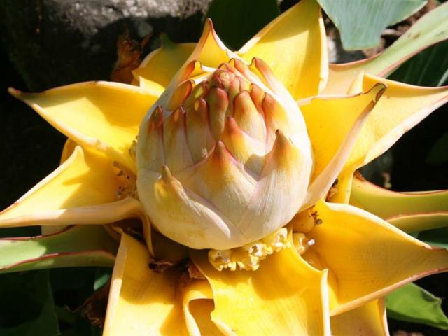 Plante Tropical Parc