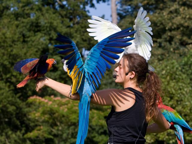 Spectacle Oiseaux Parc Branfere