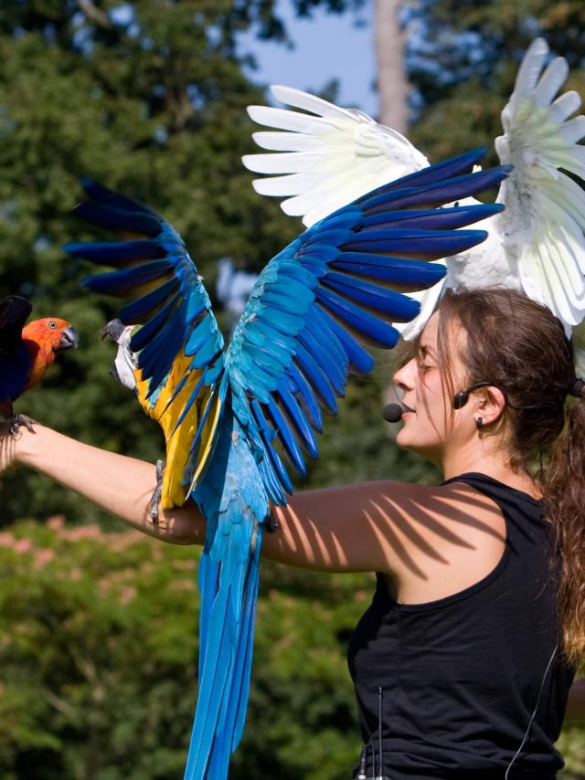 Spectacle Oiseaux Parc Branfere
