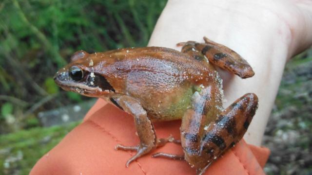 En Route Bonne Troupe Automne 21 Saute Ruisseaux