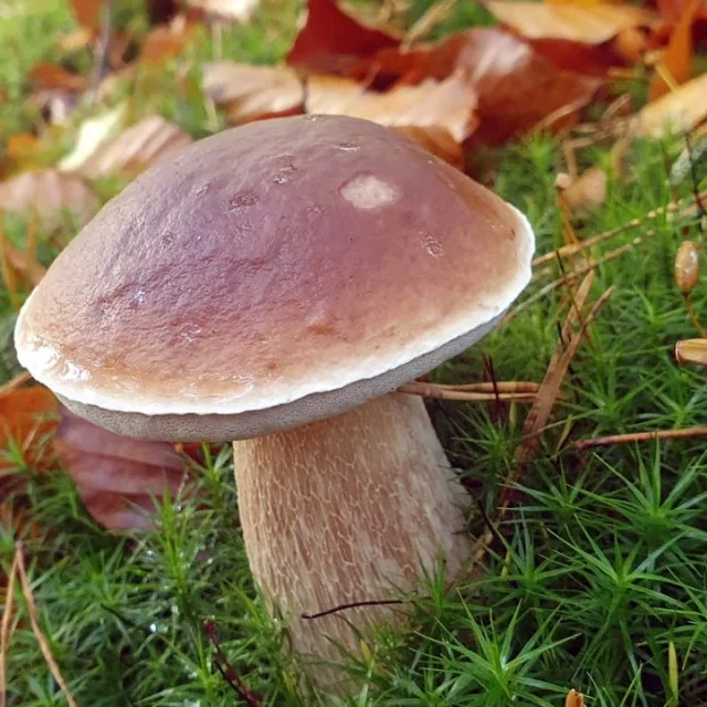 A Mushroom Cepe