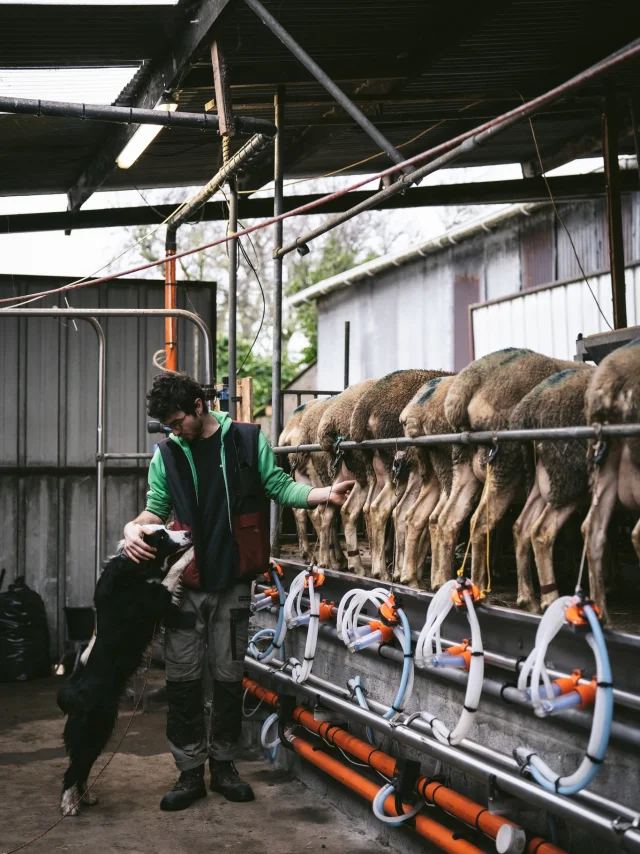Ferme Des Folaisons Pluherlin