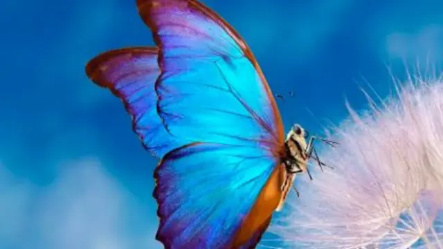 Papillon Geoffrey Le Brech